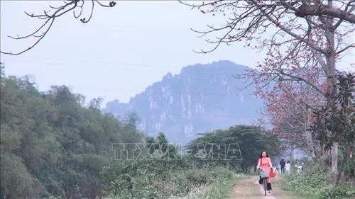 Mùa hoa gạo tháng 3 thu hút giới trẻ