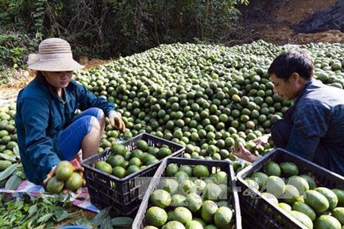 Trồng cam theo tiêu chuẩn VietGap cho doanh thu 260 triệu đồng/ha/năm