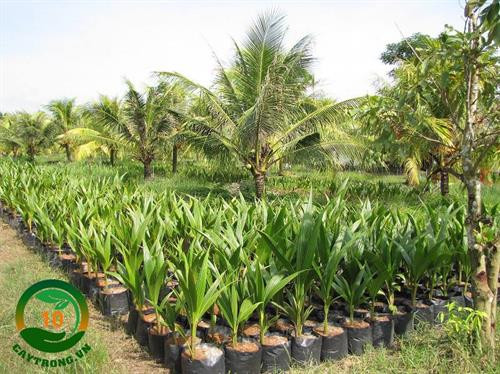 Ông Trần Văn Đen trồng dừa xiêm lùn cho thu nhập cao