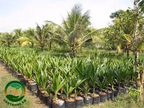 Ông Trần Văn Đen trồng dừa xiêm lùn cho thu nhập cao