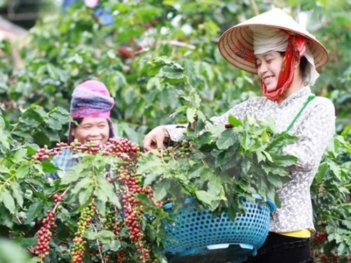 Áp dụng tiến bộ kỹ thuật trồng cây cà phê