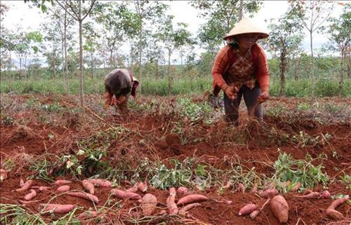 Gia Lai có 42 sản phẩm đạt tiêu chuẩn OCOP