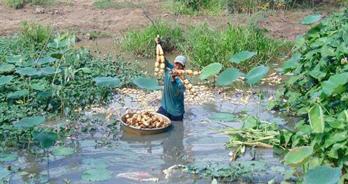 Thí điểm trồng sen lấy củ trên đất lúa nhiễm mặn