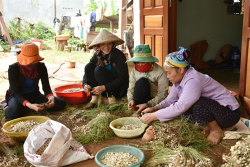 Hiệu quả từ mô hình trồng nén