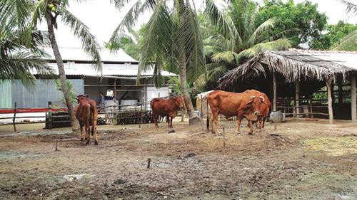 Bò Ba Tri giúp đồng bào xóa đói giảm nghèo