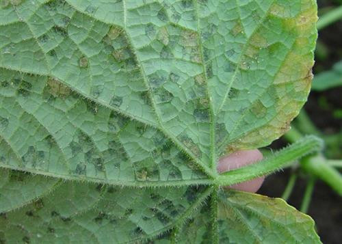 Bệnh sương mai dưa hấu