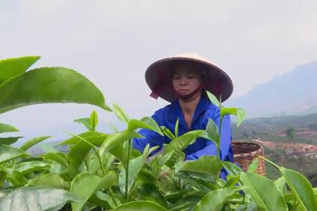 Tiềm năng phát triển kinh tế từ cây chè Mộc Châu