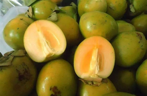 Hồng không hạt Bắc Kạn