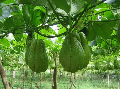 Kỹ thuật trồng su su cho nhiều ngọn, sai quả