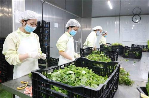 Lâm Đồng xây dựng 200 chuỗi liên kết sản xuất, chế biến, tiêu thụ nông sản