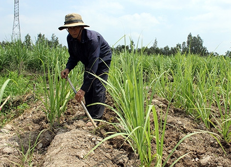 Hậu Giang: Phập phồng với xâm nhập mặn