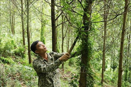 Thái Nguyên điều chỉnh rừng phòng hộ đầu nguồn ít xung yếu sang phát triển rừng sản xuất