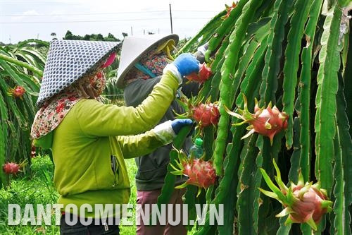 Bình Thuận nhân rộng các mô hình kinh tế hợp tác xã