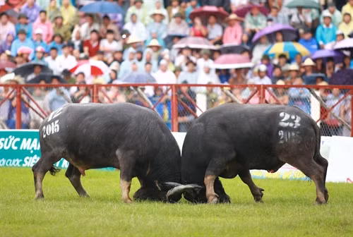 Nhiều bất ngờ thú vị trong lễ hội Chọi trâu Đồ Sơn 2015