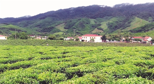 Đông Giang phát triển kinh tế vườn đồi