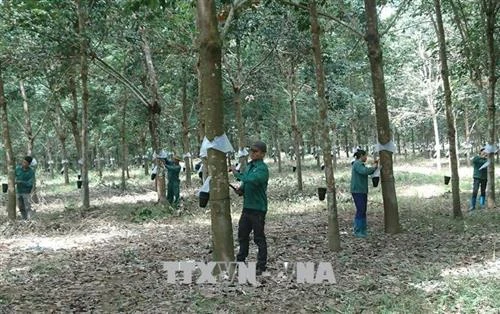 Cao su Phú Riềng xuất khẩu sang 42 quốc gia