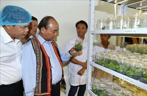 Thủ tướng Nguyễn Xuân Phúc: Sâm Ngọc Linh là quốc bảo của Việt Nam