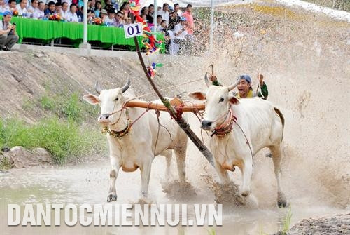 An Giang phê duyệt đề án Bảo tồn và phát huy Hội đua bò Bảy Núi