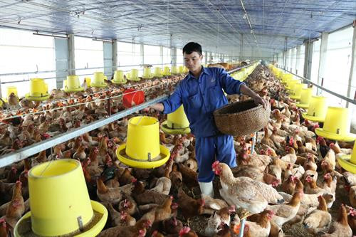 Hà Nội tập trung phát triển nông nghiệp, đáp ứng đủ nhu yếu phẩm cho người dân trong tình hình dịch bệnh Covid-19