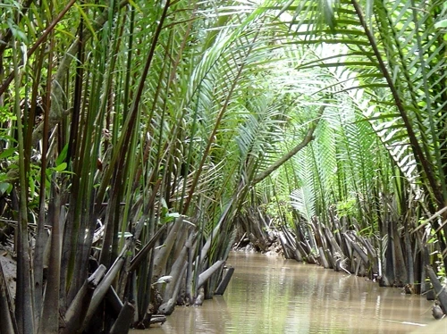 Kỹ thuật trồng dừa nước (Nypa fruticans)