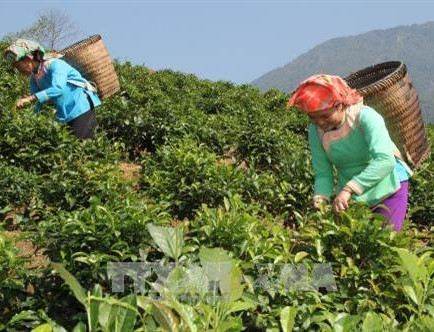 Lai Châu hỗ trợ đồng bào dân tộc trồng các loại cây cho thu nhập cao