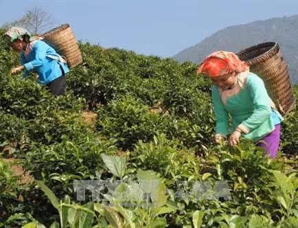 Lai Châu hỗ trợ đồng bào dân tộc trồng các loại cây cho thu nhập cao