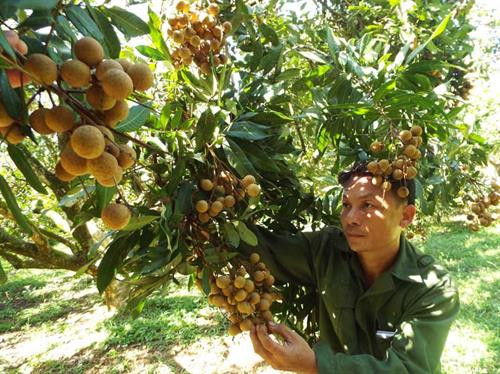 Nhãn quả Sơn Thủy được mùa, được giá