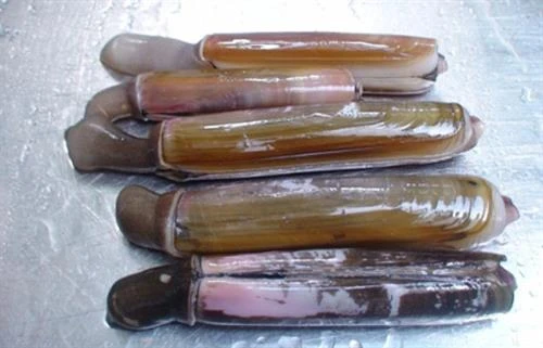 Thêm nhiều loài thủy sản được sản xuất giống nhân tạo thành công 