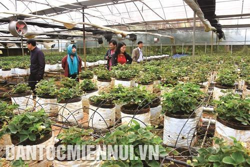 Du lịch canh nông ở Kon Plông - hướng đi đã mở