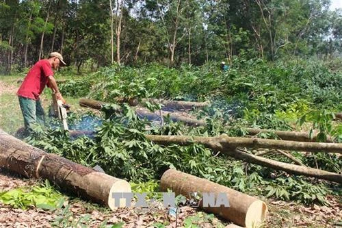 Sản phẩm từ gỗ cao su Việt Nam có mặt ở trên 100 quốc gia và vùng lãnh thổ