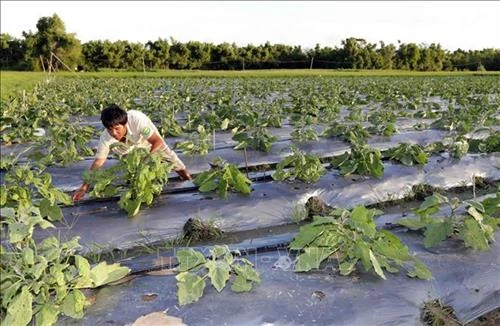 Những thách thức về nông nghiệp sạch - Bài 2