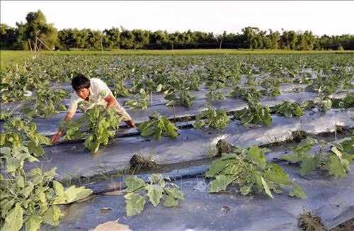 Những thách thức về nông nghiệp sạch - Bài 2