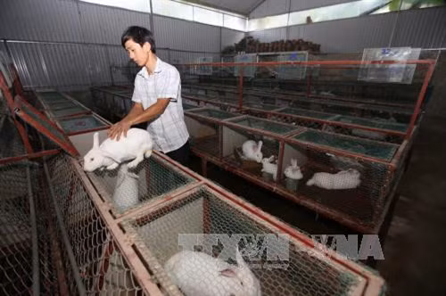 Hướng dẫn kỹ thuật nuôi thỏ thịt