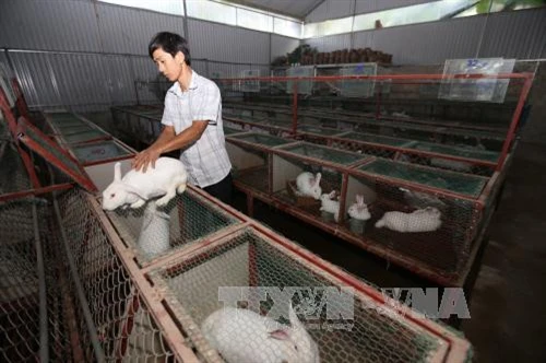 Hướng dẫn kỹ thuật nuôi thỏ thịt