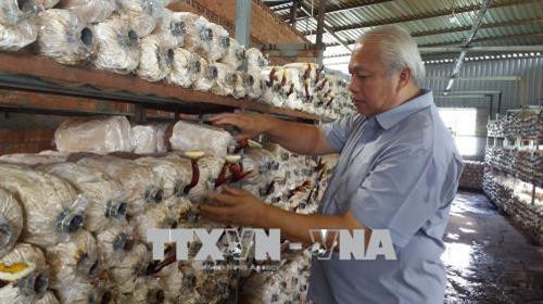 Ông Hoàng Văn Lâm xây dựng thương hiệu sản phẩm nấm linh chi