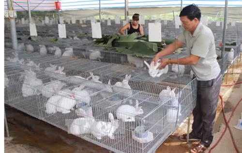 Phòng và trị một số bệnh trên thỏ