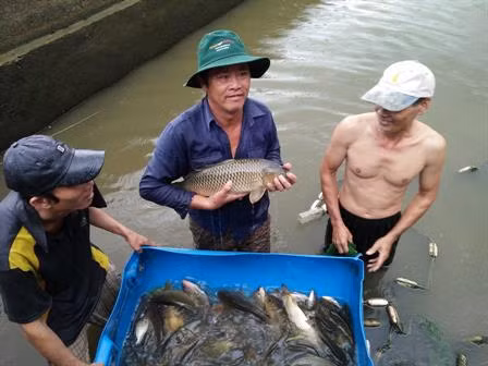  Kỹ thuật nuôi cá chép giòn