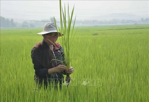 An Giang hướng dẫn nông dân xử lý dịch hại ảnh hưởng đến năng suất lúa