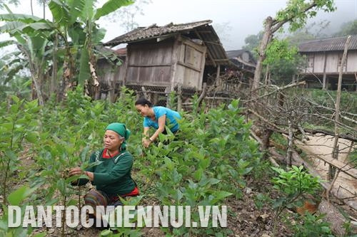 Nông nghiệp Kỳ Sơn: Từ sản phẩm đặc sản thành sản phẩm hàng hóa