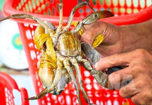 Giá cua biển Trà Vinh giảm 30.000 – 50.000 đồng/kg