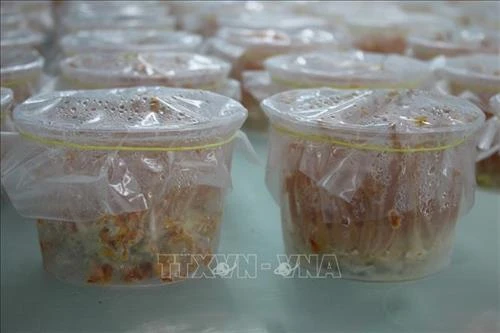 Thanh Hóa sản xuất giống và nuôi thương phẩm nấm đông trùng hạ thảo