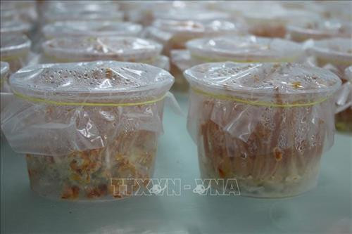 Thanh Hóa sản xuất giống và nuôi thương phẩm nấm đông trùng hạ thảo