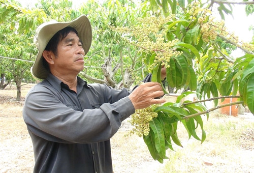 Thu lãi tiền tỷ nhờ ứng dụng kỹ thuật cao vào trồng xoài 