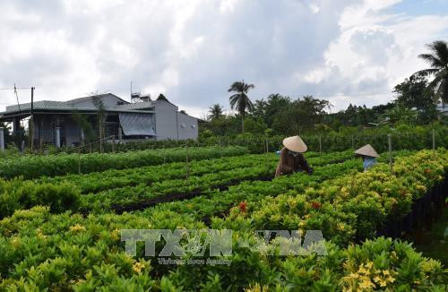 Đồng Tháp chọn hoa, cây cảnh là ngành hàng chủ lực