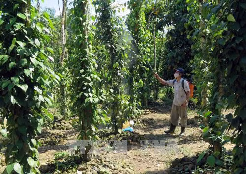 Kỹ thuật phòng trừ sâu bệnh cho cây tiêu
