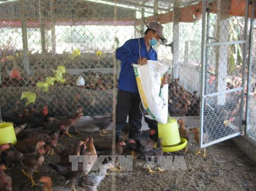 Chăn nuôi công nghệ cao ở Tiền Giang