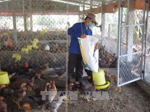 Chăn nuôi công nghệ cao ở Tiền Giang