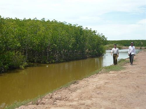 Phát triển mạnh mô hình nuôi tôm sú xen cua biển ở Trà Vinh