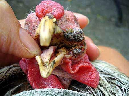 Phòng và trị bệnh đậu gà