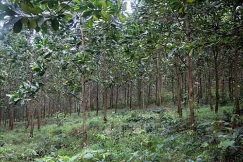 Trồng rừng gỗ lớn giúp người dân miền núi tỉnh Thanh Hóa nâng cao thu nhập
